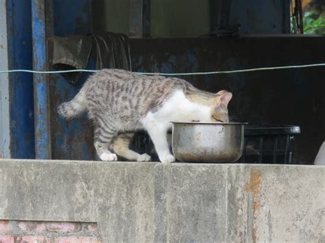 貓來起大厝的意思